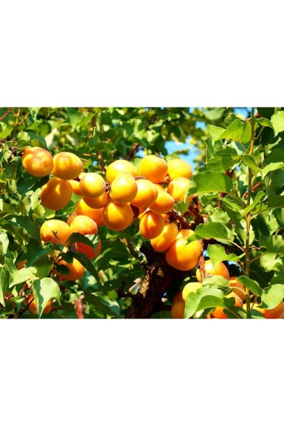 Абрикос ананасовий Дарій на дереві крупним планом